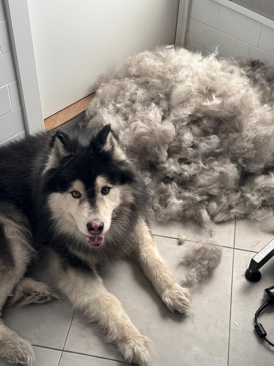 Husky junto a todo el subpelo retirado en el deslanado