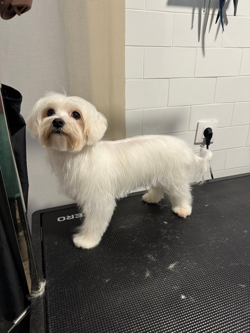 Bichón maltés con corte a tijera en la mesa de trabajo