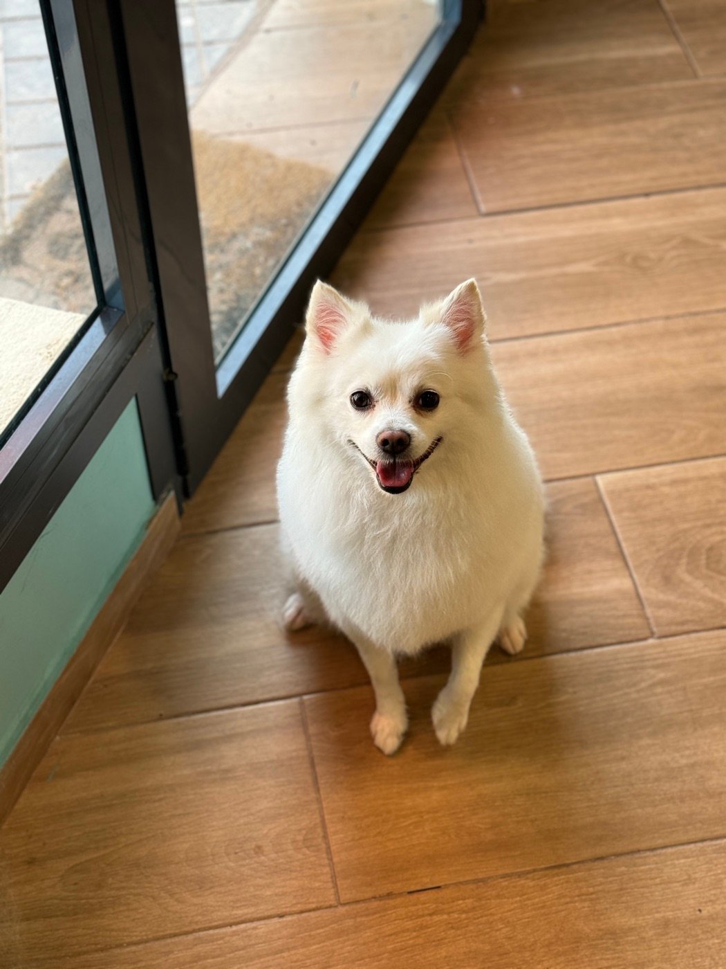 Spitz blanco recién bañado y cepillado