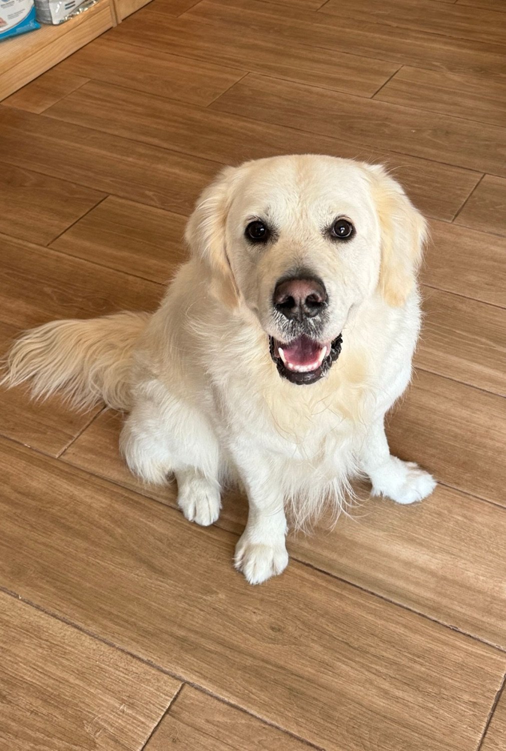 Golden retriever blanco recién arreglado y feliz en el salón de Woofyland
