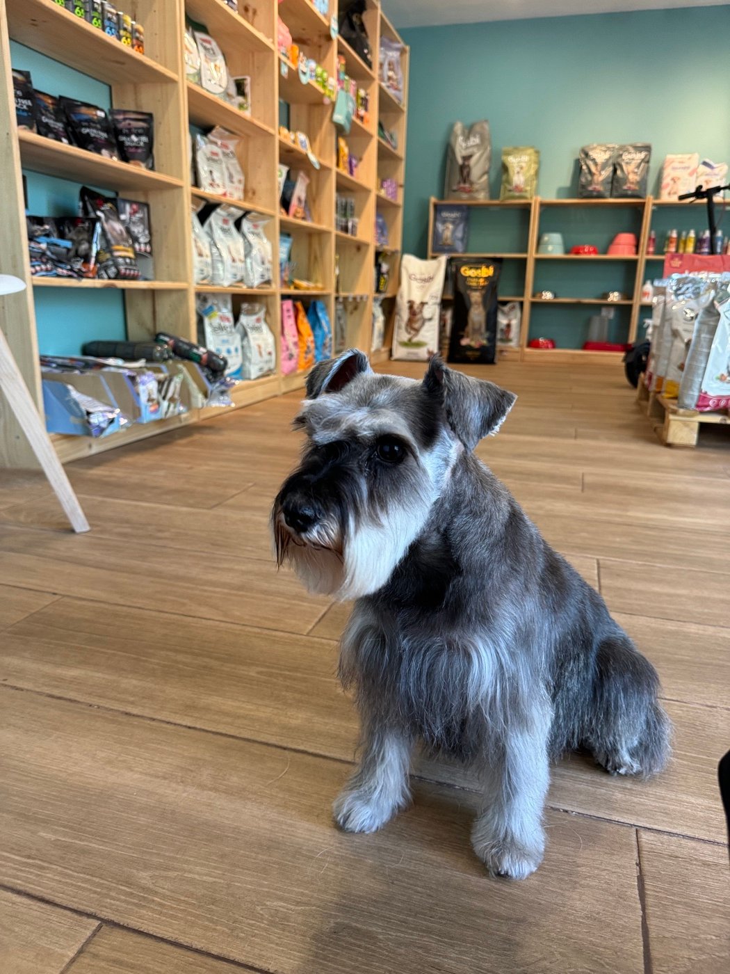 Schnauzer miniatura con stripping