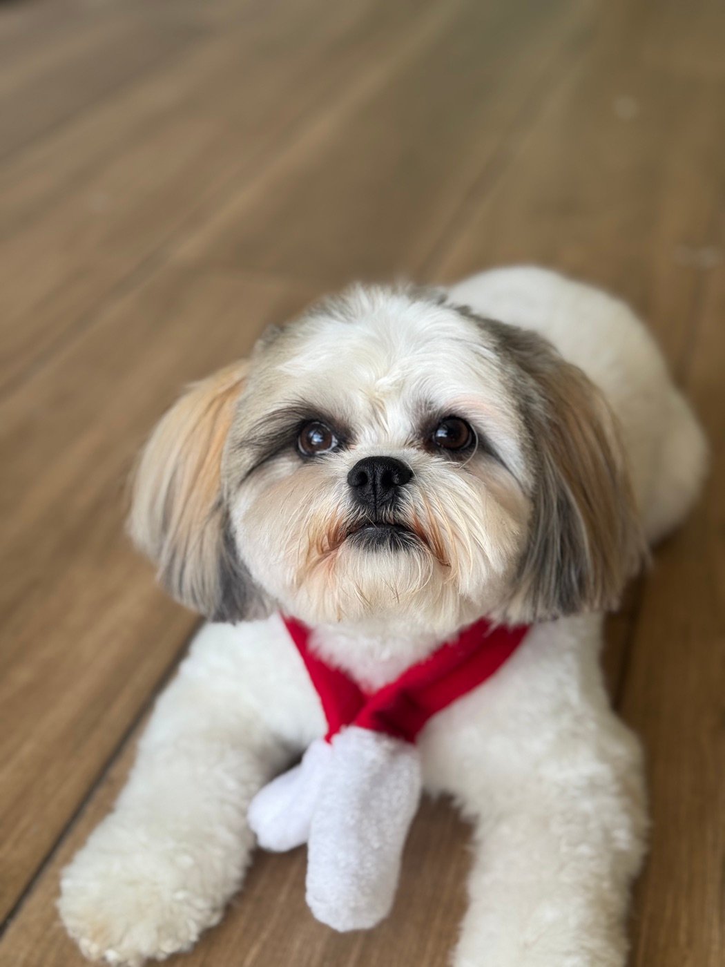 Shih tzu con corte cachorro