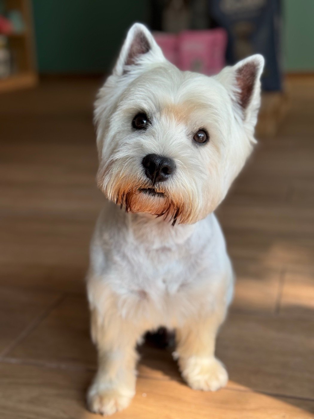 West highland terrier con corte de raza